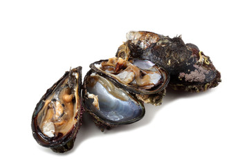 Opened mussels