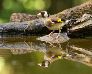 Goldfinch