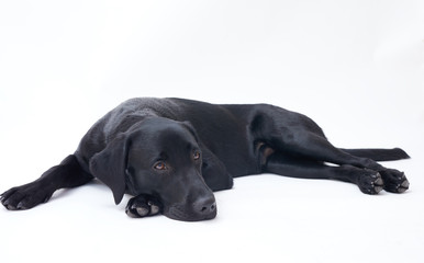 Black Labrador retriever