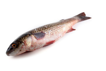Pelengas (So-iny mullet)