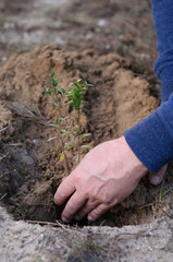 male hands planting a sprout