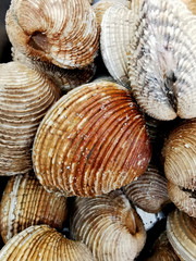 clams at the fish market