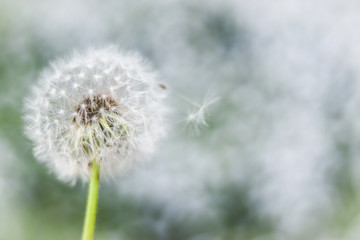 Vintage soft light tone and abstract nature background with dandelion out of focus