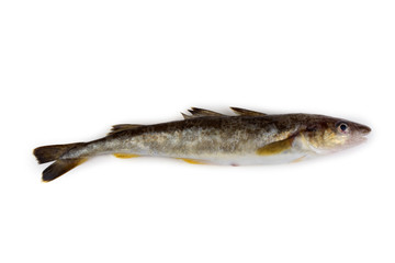 Saffron cod