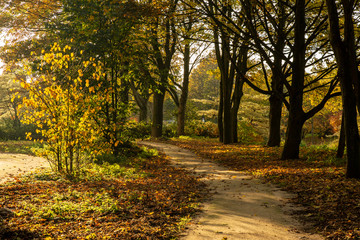 autumn in the park