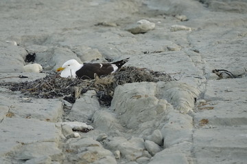 Obraz premium brütende Möwe an der Küste von Kaikorua