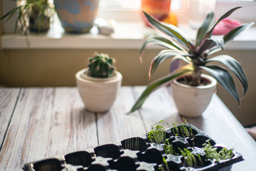 seedling plate on table with sprouted microgreen arugula. Planting seedlings for beds.