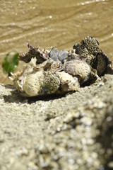 Close Up von mehreren Muscheln die Zusammengewachsen sind