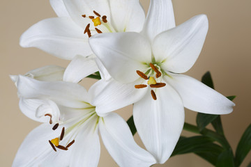 Fragment of a bouquet of white lilies isolated on a beige background.