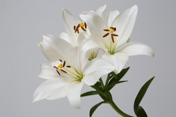 Bouquet of tender elegant white lilies isolated on a gray background.