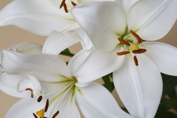 Fragment of a bouquet of white lilies isolated on a beige background.