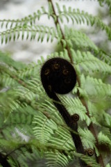 Schwarzer Koru close up