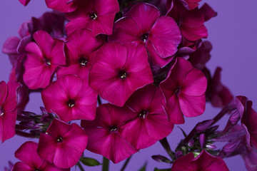 A fragment of a phlox inflorescence of dark pink color isolated on a purple background.