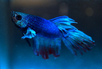 Turquoise and Blue Siamese fighting fish in a home aquarium Beta fish 