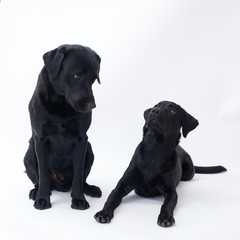 Black Labrador retriever