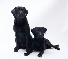 Fototapeta premium Black Labrador retriever