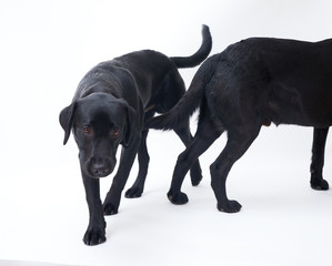 Fototapeta premium Black Labrador retriever