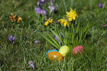 Osterglocken mit Ostereiernest