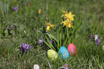 Osterglocken mit Ostereiernest