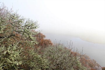 ÁRBOLES Y PLANTAS VERDES Y MARRONES CON UN AMBIENTE HELADO CON UNA NIEBLA BAJA SOBRE UN LAGO