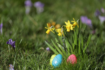 Osterglocken mit Ostereiernest