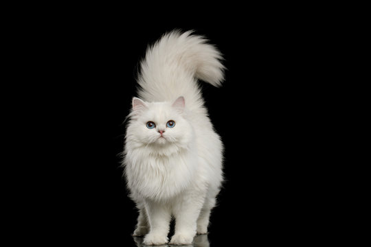 Furry British Cat, White color with Blue eyes, Standing with tail up on Isolated Black Background, front view