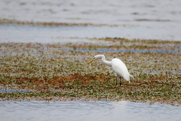 great egret 