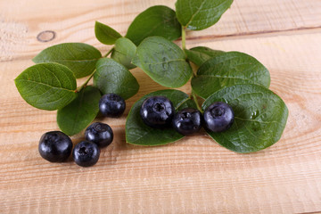 Blueberry harvest