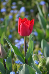 Naklejka premium Top view of one delicate vivid red tulip in a garden in a sunny spring day, beautiful outdoor floral background photographed with soft focus
