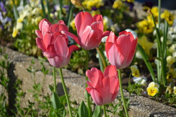 Top view of many vivid pink tulips in a garden in a sunny spring day, beautiful outdoor floral background photographed with soft focus