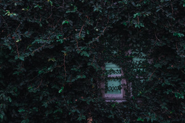 The fig grows along the wall and a wooden window.