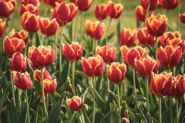 Orange tulip flowers
