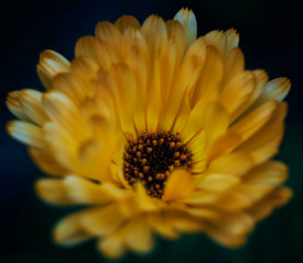 beautiful flowers colors in the nature