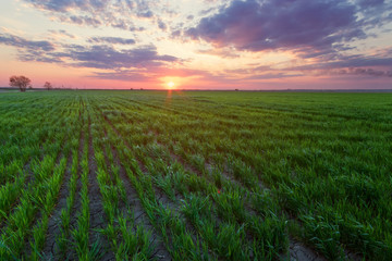 Fototapeta na wymiar sunset on the field of young wheat / sunset time natural beauty of the field of Ukraine