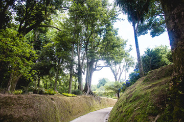 Paisaje con grandes árboles y enormes raíces junto a un camino
