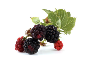 Blackberry cluster