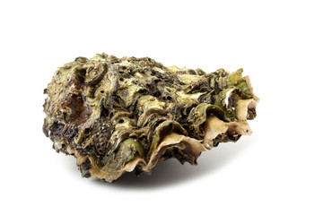 Oyster