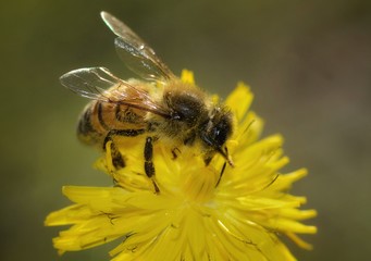 honey bee collecting nectar on flower 