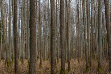 Fototapeta premium Brown tree trunks in the forest.