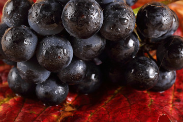 Black wine grape on autumn leaf