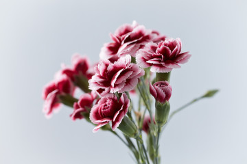 Carnation flowers on bright background