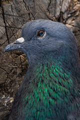  Wild pigeon. Macro photo. The head of a wild dove. Blue color feather texture. Eye of a pigeon.
