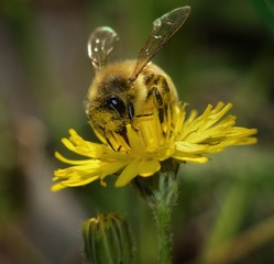 Close-up of honey bee collecting nectar on flower