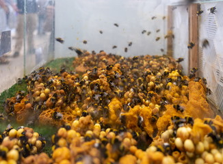 Beehive in a glass box at an agricultural exhibition