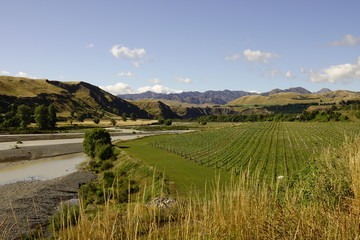 Fototapeta na wymiar Weinlanbau in Neuseeland mit Fluß