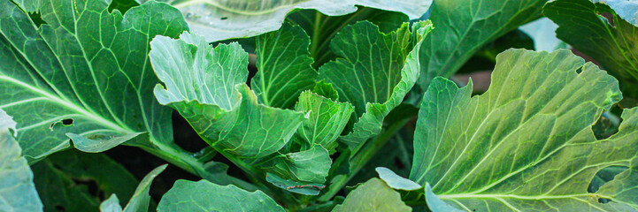 white-headed cabbage seedlings sprouts, vegetable garden beds (healthy organic food) menu concept background. top view. copy spaces