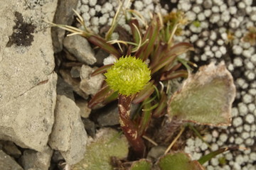 Close Up Strohblume auf Steinen