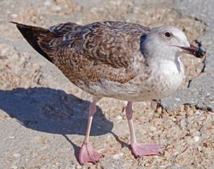 Obraz premium White and grey seagull