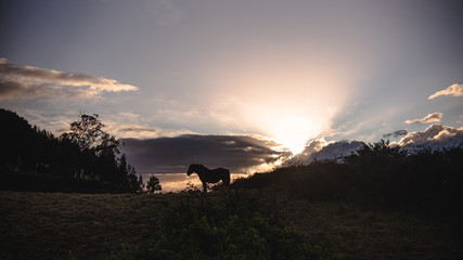 Horse sunset in nature running