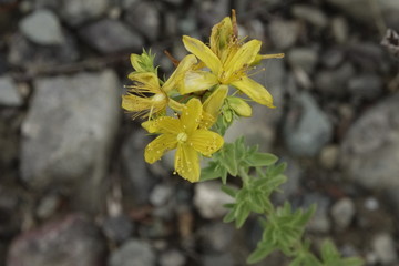 Close Up gelbe Blume